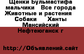 Щенки Бульмастифа мальчики - Все города Животные и растения » Собаки   . Ханты-Мансийский,Нефтеюганск г.